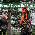 Cut Down A Tree With A Chainsaw